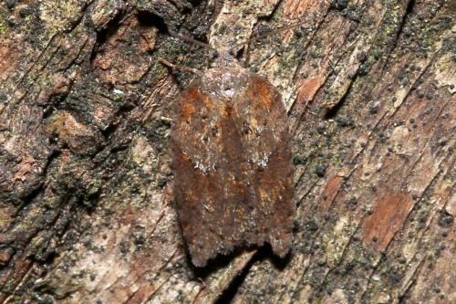 Réf. 179 544 : Acleris sp.